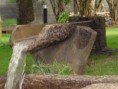 /album/cascatas/dsc00081-jpg-jpg/
